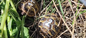 Griechische Landschildkröten NZ 2025 Bild 2
