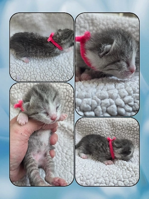 Bkh mix kitten 