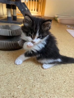 Maine Coon Katerchen zum verlieben   Bild 7