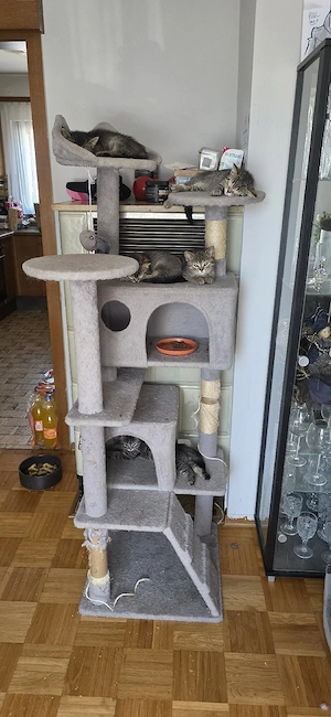 Katzen Kitten