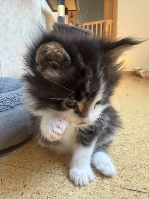 Maine Coon Katerchen zum verlieben   Bild 4
