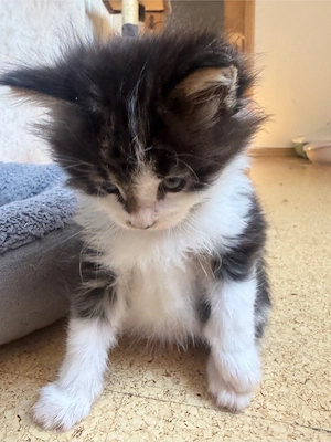 Maine Coon Katerchen zum verlieben   Bild 5