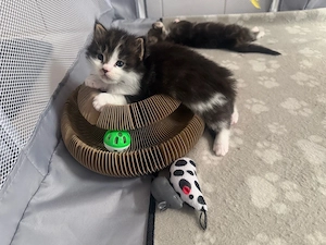 Maine Coon Katerchen zum verlieben   Bild 2