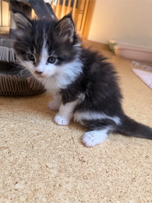 Maine Coon Katerchen zum verlieben   Bild 6