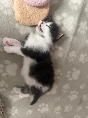 Maine Coon Katerchen zum verlieben   Bild 3