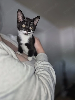 Katzen Mädchen 