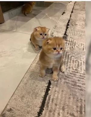 Bkh kitten 