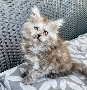 Maine Coon Kitten reinrassig abgabebereit 