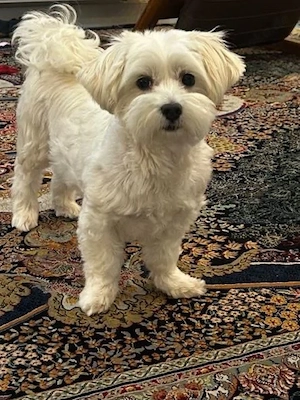 Wunderschöne Maltipoo welpen 