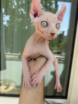 Elf Sphynx Baby abgabebereit
