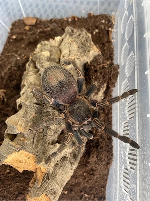 Vogelspinne