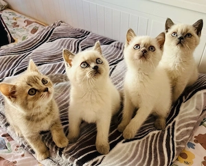 Noch 4 zuckersüße BKH Kitten abgabebereit 
