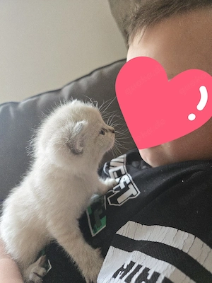 Siambabys siam kitten 