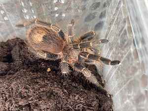 Vogelspinne