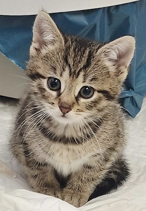 Weibchen bkh-kitten