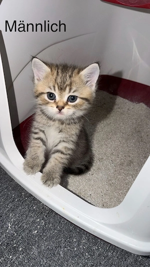 Katzenbabys zu verkaufen 
