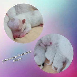 Unsere Reinrassigen Pomeranian Welpen sind da!