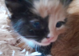 süße  außergewöhnliche  kitten 