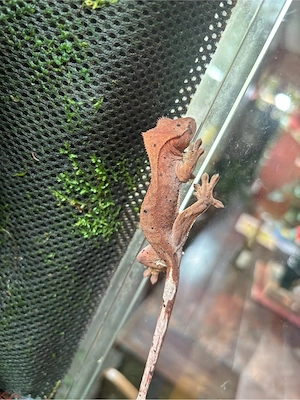Kronengecko Jungtiere (Correlophus ciliatus)