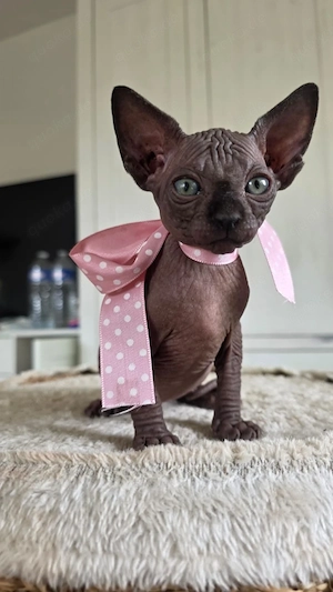 Sphynx Kitten