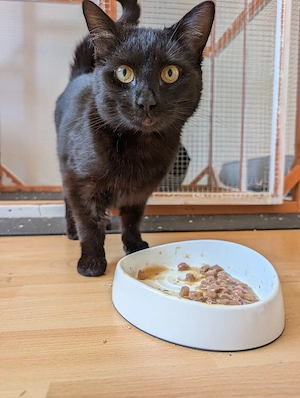    Mehrere Katzen suchen liebevolles Zuhause mit Freigang   