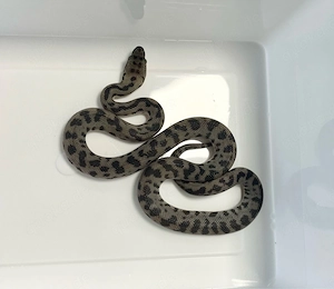 Antaresia maculosa - Cape York - Australischer Zwergpython - NZ25, 0.4