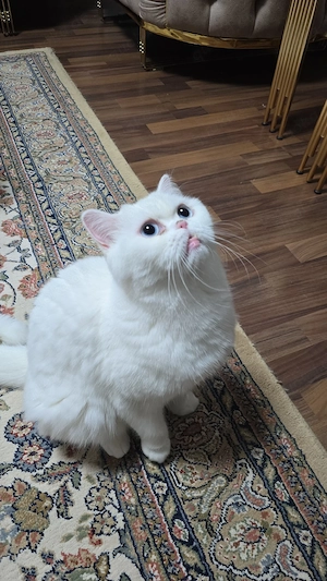 Schöne Katze