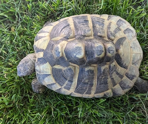Griechische Landschildkröte, weiblich, Eier legend