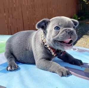Zuckersüße sportliche Französische Bulldoggen Welpen Blue Lilac Bild 10