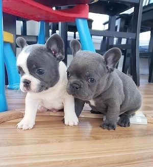 Französische Bulldoggen Welpen suchen ein schönes Zuhause 