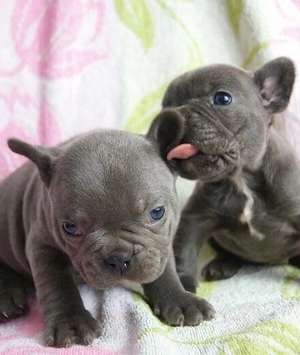 Zuckersüße sportliche Französische Bulldoggen Welpen Blue Lilac Bild 7