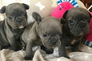 Zuckersüße sportliche Französische Bulldoggen Welpen Blue Lilac Bild 6