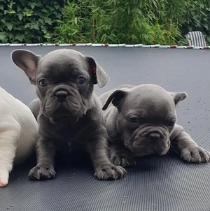 Zuckersüße sportliche Französische Bulldoggen Welpen Blue Lilac Bild 4