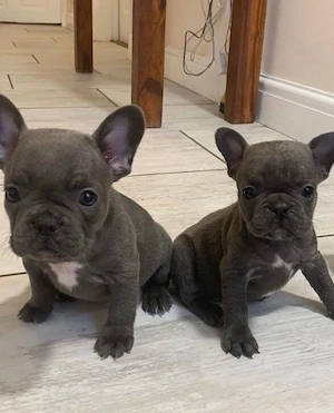 Zuckersüße sportliche Französische Bulldoggen Welpen Blue Lilac Bild 3