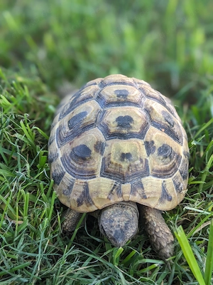 Griechische Landschildkröte, weiblich, 2020