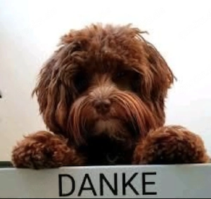 Suchen Havapoo oder Schnoogle (Schnauzer-Pudel Mix)