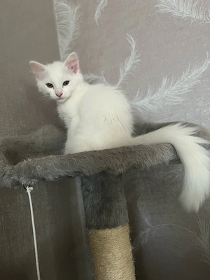 Maine Coon Heilige Birma