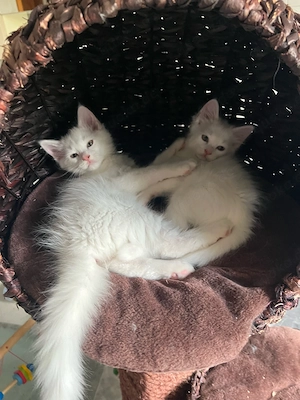 Main Coon  Heilige Brima kitten abholbereit