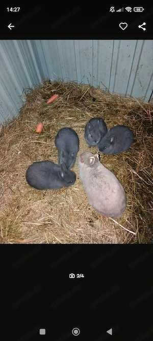 Süße Hasenkinder abzugeben