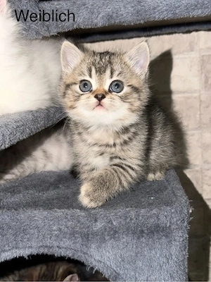 Katzenbabys zu verkaufen