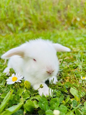Seltene Löwenwidder Teddywidder Zwergwidder Zwergkaninchen Babys Bild 3