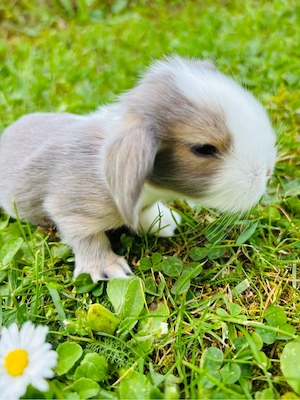 Seltene Löwenwidder Teddywidder Zwergwidder Zwergkaninchen Babys