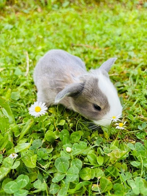 Seltene Löwenwidder Teddywidder Zwergwidder Zwergkaninchen Babys Bild 8