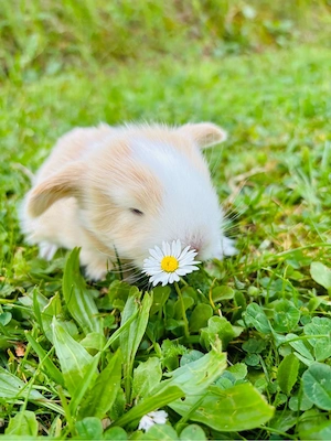 Seltene Löwenwidder Teddywidder Zwergwidder Zwergkaninchen Babys Bild 4