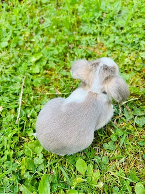 Seltene Löwenwidder Teddywidder Zwergwidder Zwergkaninchen Babys Bild 2