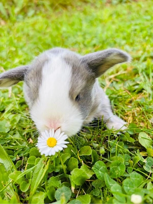 Seltene Löwenwidder Teddywidder Zwergwidder Zwergkaninchen Babys Bild 7