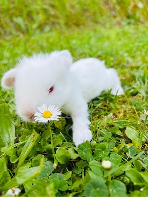 Seltene Löwenwidder Teddywidder Zwergwidder Zwergkaninchen Babys Bild 6