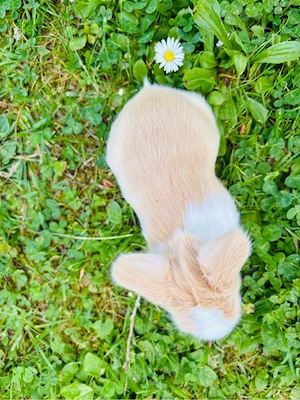 Seltene Löwenwidder Teddywidder Zwergwidder Zwergkaninchen Babys Bild 5