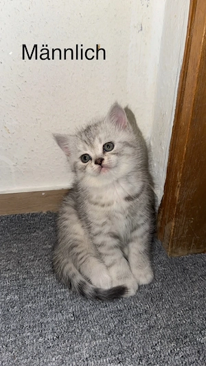 katzenbaby zu verkaufen