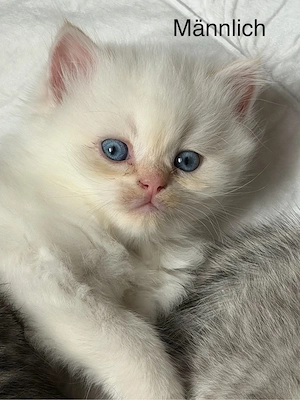 katzenbaby zu verkaufen 
